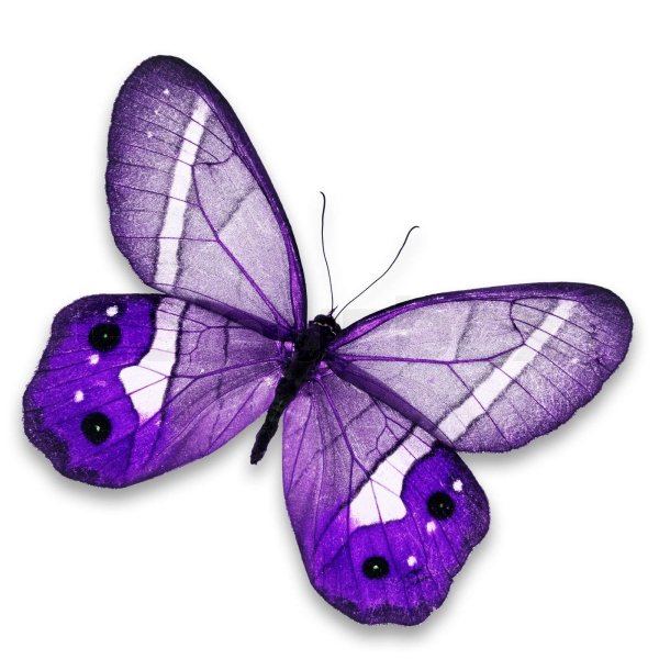 Фиолетовые бабочки для печати