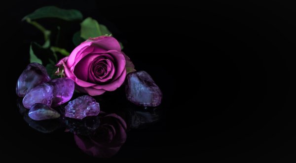Фиолетовая роза на черном фоне