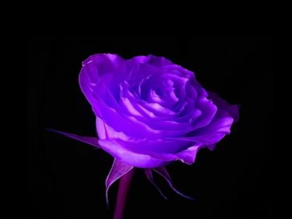 Неон Роуз цветы