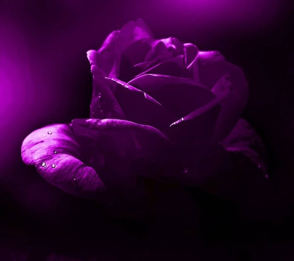 Роза Пурпл фиолетовый