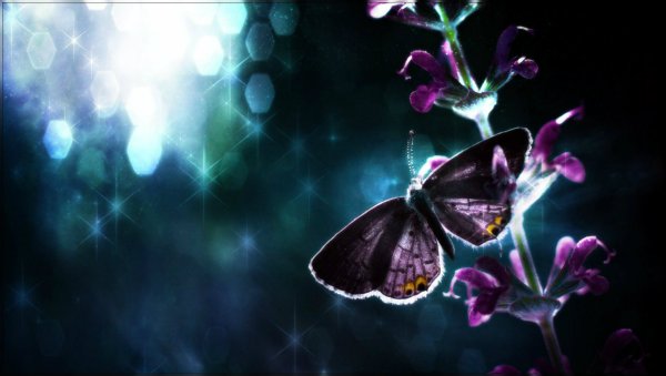 Фиолетовые бабочки на черном фоне
