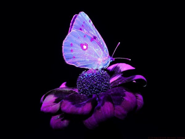 Сиреневый фон с бабочками