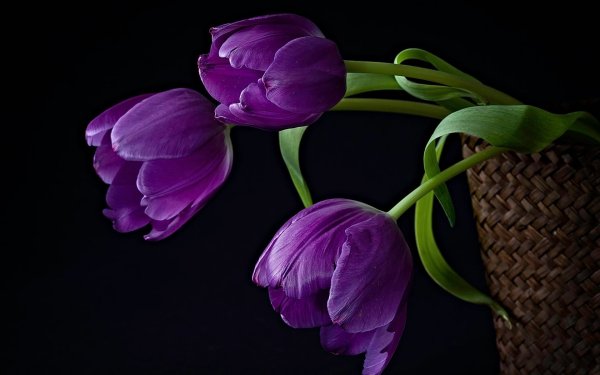 Темно фиолетовые цветы