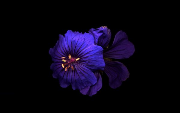 Тени сентфора цветы фиолетовые