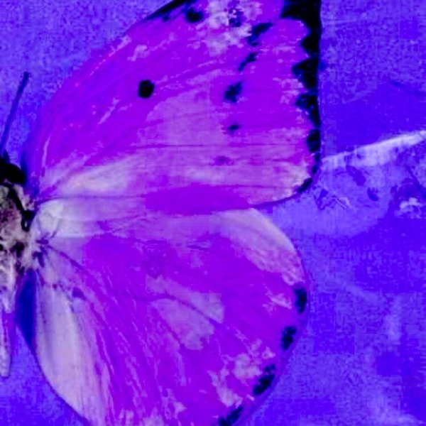 Бабочки сине фиолетовые