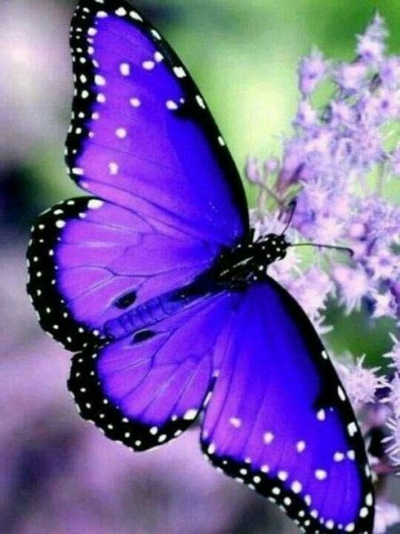 Фиолетовый фон и синие бабочки