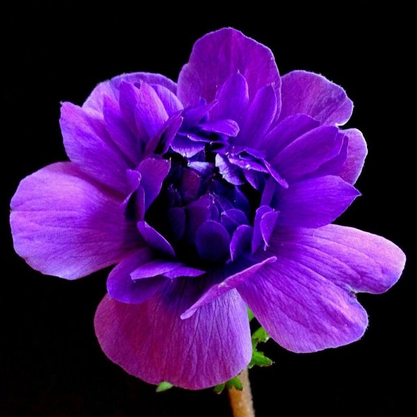 Фиолетовый черный цветы