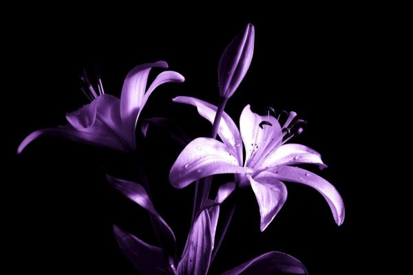 Фиолетовые лилии