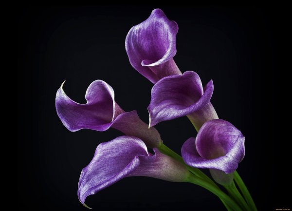 Фиолетовый цветок на черном фоне