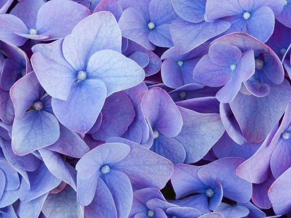 Фиолетово голубые цветы