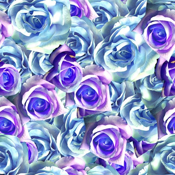 Розово фиолетовые цветы