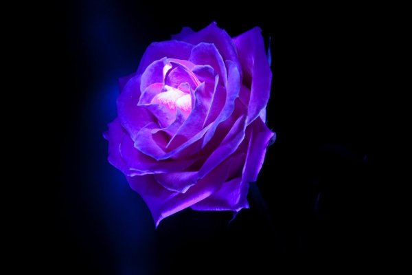 Фиолетовый цветок на синем фоне