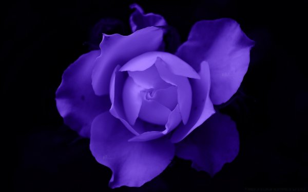Blue Violette роза
