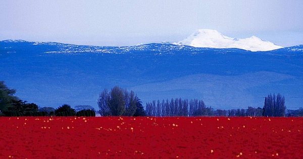 Пейзаж в цветах российского флага