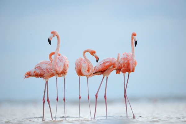 Нежные Фламинго