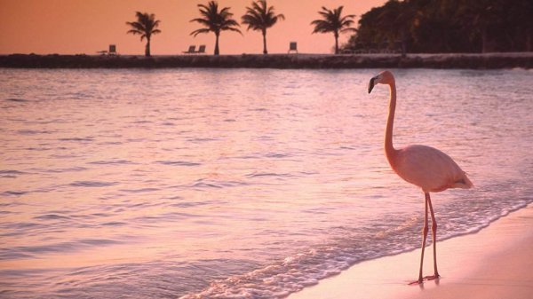Розовый Фламинго на фоне моря