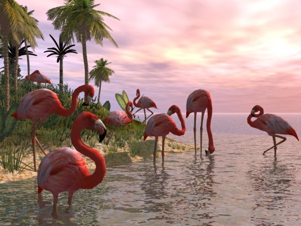 Тропики Фламинго