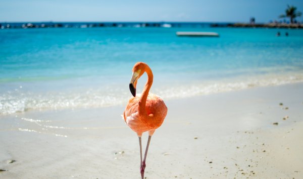 Шри Ланка Фламинго