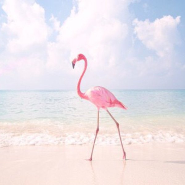 Пляж Фламинго Дубай