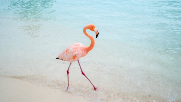 Куба Фламинго