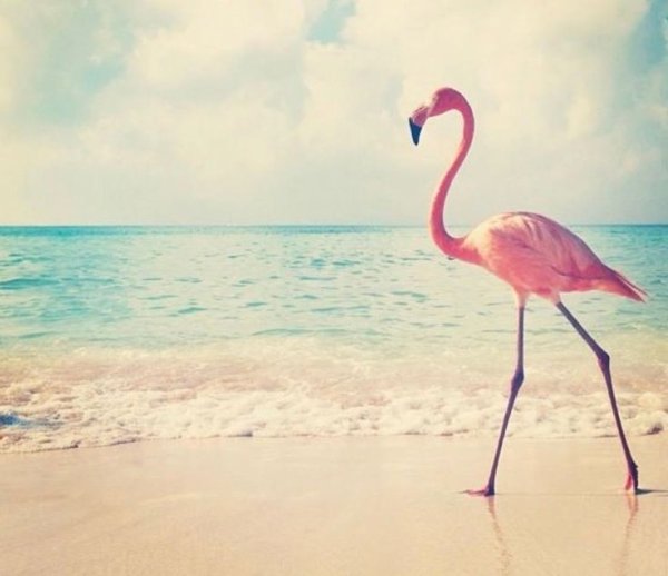 Фламинго на фоне моря