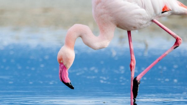 Фламинго белый и розовый