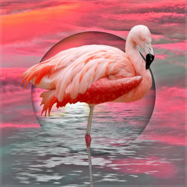 Фламинго на фоне розового заката