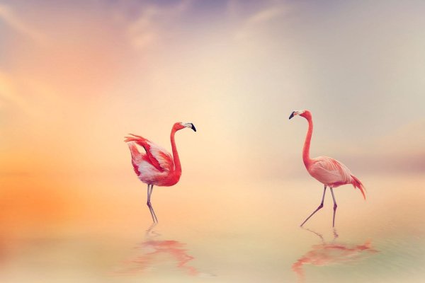Фламинго на рассвете
