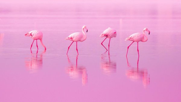 Розовое озеро Торревьеха Фламинго