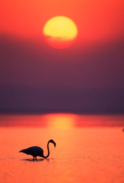 Фламинго на фоне солнца
