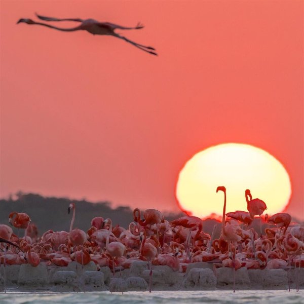 Фламинго в лучах заката