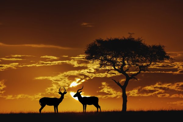 Саванна Кения антилопа