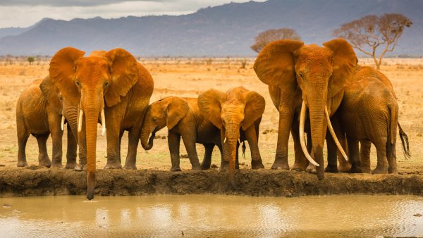 Африка слоны Саванна