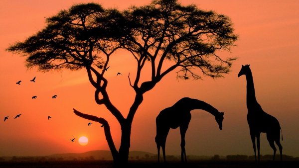 Красивые африканские пейзажи