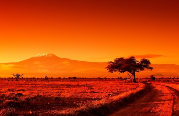 Саванна Килиманджаро