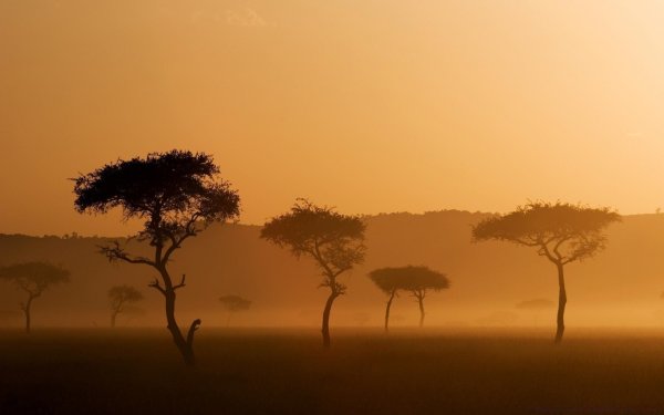 Африка пустыня Саванна джунгли