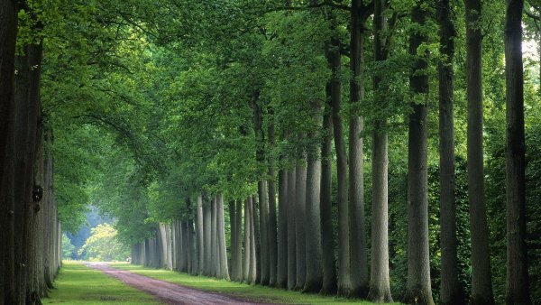 Суаньский лес Бельгия