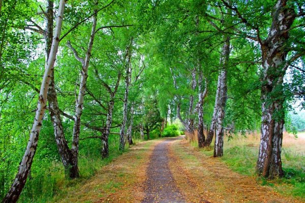 Парк Швейцария Нижний Новгород березовый лес