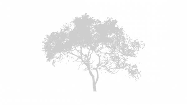 Силуэт дерева серого цвета