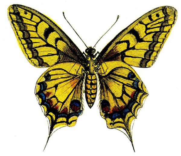 Фон бабочка махаон
