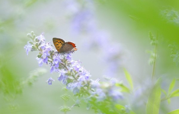 Лето бабочки