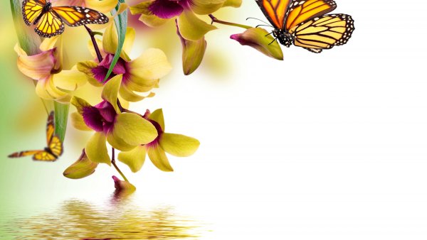 Красивые открытки с цветами бабочками