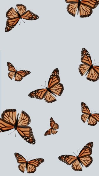 Эстетичные бабочки