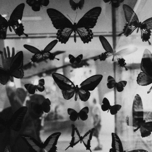Бабочки Эстетика