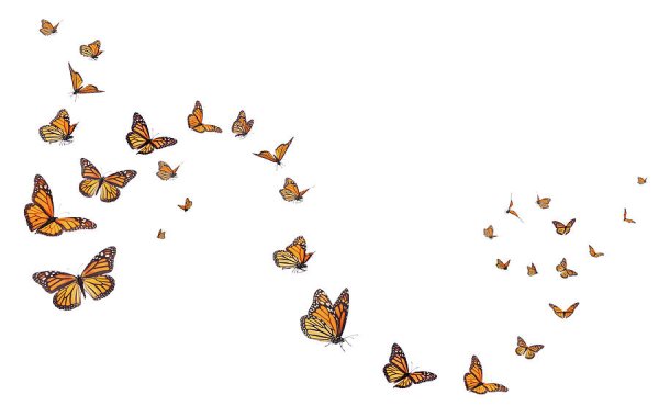 Стайка бабочек на белом фоне
