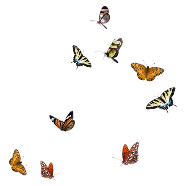 Летающие бабочки на прозрачном фоне
