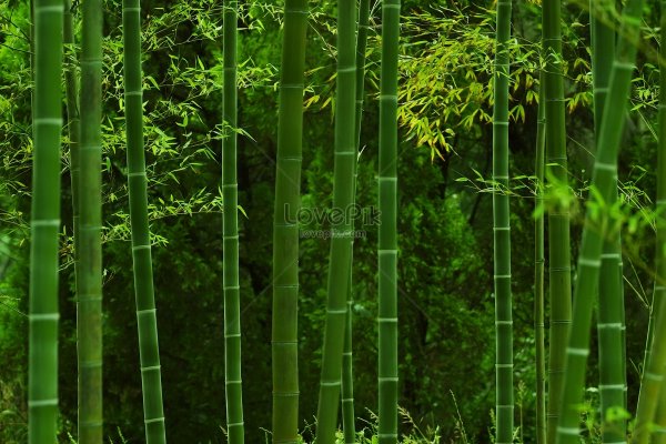 Древнекитайский бамбук