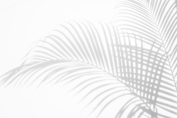 Тень от пальмовых листьев на белом фоне