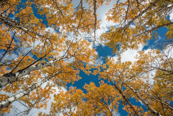 Осеннее небо в деревьях