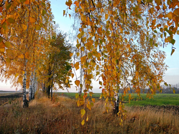 Природа Белгородской области березы